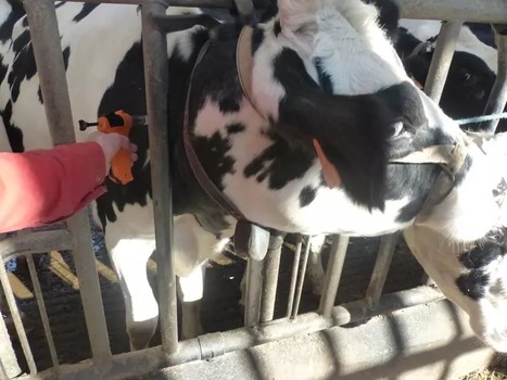 En élevage laitier, n’attendez pas de miracle des vaccins mammites | Lait de Normandie... et d'ailleurs | Scoop.it