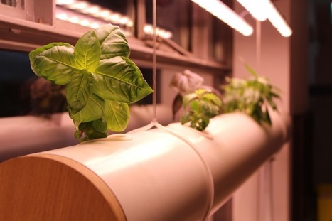 Alimentation&nbsp;: cultivons nos vi(ll)es&nbsp;! | Paysage - Agriculture | Scoop.it