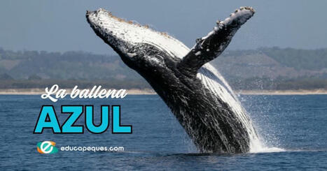 Ballena azul: El animal más grande del planeta | Recull diari | Scoop.it