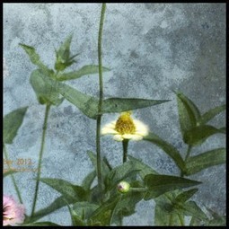 L'ORTO DI SETTEMBRE | Orto, Giardino, Frutteto, Piante Innovative e Antiche Varietà | Scoop.it