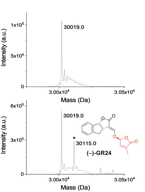The Physcomitrium (Physcomitrella) patens PpKAI2L receptors for strigolactones and related compounds function via MAX2-dependent and independent pathways | I2BC Paris-Saclay | Scoop.it