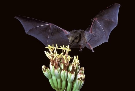 An Ingenious Experiment of Jungle Bats and Evolving Artificial Flowers | Plant Biology Teaching Resources (Higher Education) | Scoop.it