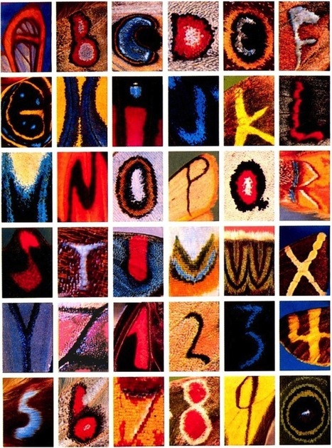 Toutes les lettres de l'alphabet sur les ailes des papillons | Variétés entomologiques | Scoop.it