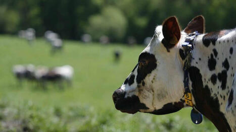 Selon des chercheurs fran&ccedil;ais, les vaches nous reconnaissent et per&ccedil;oivent nos &eacute;motions - Ouest France [Abonn&eacute;s] | Pour innover en agriculture | Scoop.it