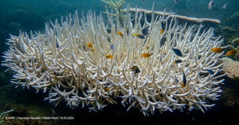 Coral reefs suffer fourth global bleaching event, NOAA says | Coastal Restoration | Scoop.it