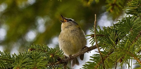 Sifflements, chants et gazouillis, mais que disent les oiseaux ? | Biodiversité | Scoop.it