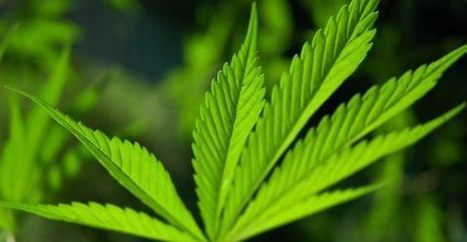 Canapa: 10 utilizzi nei piu' disparati settori | Orto, Giardino, Frutteto, Piante Innovative e Antiche Varietà | Scoop.it