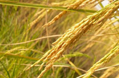 Mali : vers un rebond de la production rizicole en 2025/2026 | Questions de développement ... | Scoop.it