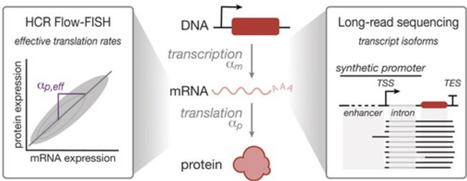 High-resolution profiling reveals coupled transcriptional and translational regulation of transgenes | nar | RMH | Scoop.it