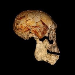 Kenyan Fossils Rekindle Debate over Early Human Diversity | Observations, Scientific American Blog Network | Archaeology News | Scoop.it