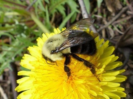 Photo d'hym&eacute;nopt&egrave;re : Bourdon f&eacute;brile - Bombus impatiens | Vari&eacute;t&eacute;s entomologiques | Scoop.it