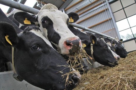 Les producteurs laitiers néerlandais devront abattre des vaches pour satisfaire les limites de phosphates | Lait de Normandie... et d'ailleurs | Scoop.it