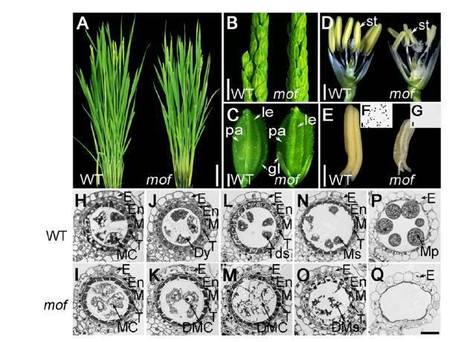 MEIOTIC F-BOX Is Essential for Male Meiotic DNA Double Strand Break Repair in Rice | The Plant Cell | Scoop.it