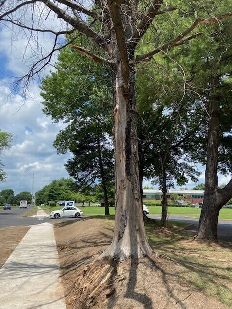 This Dead Tree is Clearly a Danger to Both Pedestrians and Motorists | Newtown News of Interest | Scoop.it
