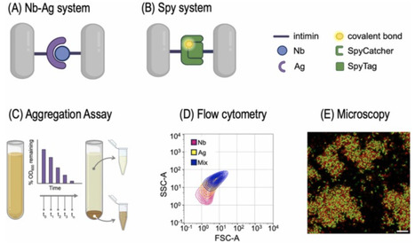 Engineering sticky microbes: A framework for appraisal of microbial cell-cell adhesion | RMH | Scoop.it