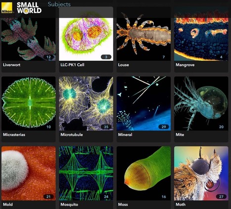 Les photos de Nikon Small World | Insect Archive | Scoop.it
