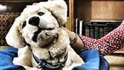 'A good dog': Robo-pup helps people with dementia | IT in Education and schools | Scoop.it