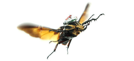 This Cyborg Beetle's Walk Can Be Accurately Controlled Remotely | Design, Science and Technology | Scoop.it