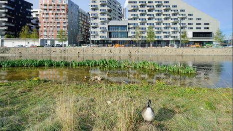 Des zones moins bruyantes en ville pour la biodiversit&eacute; : vers une m&eacute;thodologie pour construire une trame blanche | Regards crois&eacute;s sur la transition &eacute;cologique | Scoop.it