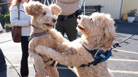 The Nationwide Fight Over Dog Poop | 77 WABC | Industry 411 - Waste Management | Scoop.it