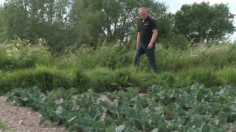 Audomarois : dans le Pas-de-Calais, le marais pas épargné par la sécheresse | Vers la transition des territoires ! | Scoop.it