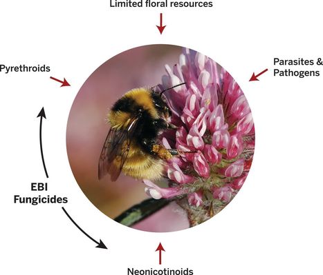 Les abeilles domestiques et sauvages sont exposées à de nombreux facteurs de stress qui interagissent entre eux | EntomoScience | Scoop.it