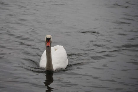 Joutsenen k&auml;rsimyksille loppu Kemi&ouml;nsaaressa | 1Uutiset - Lukemisen t&auml;hden | Scoop.it