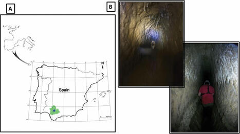 Hallan una nueva especie animal enterrada junto a ruinas romanas | Mi Cajón de Ideas | Scoop.it