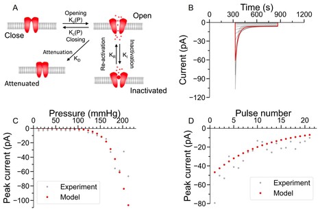 The Rapid Mechanically Activated channel transduces increases in plasma membrane tension into transient calcium influx | I2BC Paris-Saclay | Scoop.it