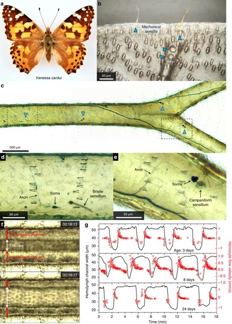 La « belle-dame », monarque absolu des papillons migrateurs | EntomoNews | Scoop.it