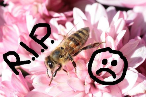 Nos fleurs de balcon tuent les abeilles | GREENEYES | Scoop.it
