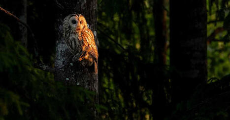 Lars Sundström har sett naturen förändras på tio år: Västnyland är vackert men sårbart | Västnyland | 1Uutiset - Lukemisen tähden | Scoop.it