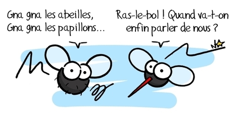 Sauvages du Poitou - Insectes pollinisateurs (2) : la Sauvage et le diptère | EntomoScience | Scoop.it