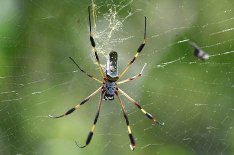 Les toiles d’araignées : une super méthode de refroidissement ! | EntomoNews | Scoop.it
