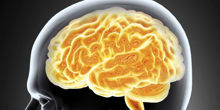 A neurologist reveals the biggest myth about the brain | The Health Report | Scoop.it