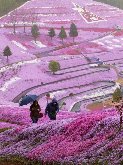 Stunning Japanese hillside | Gardening Life | Scoop.it
