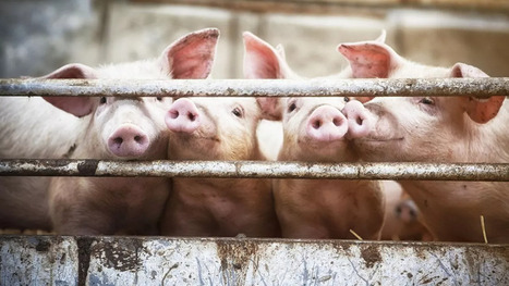 Nitrites, sel… A quoi ressemblera le jambon du futur ? | Revue de presse du Centre de doc | Scoop.it