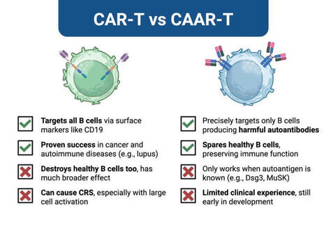 You&rsquo;ve heard of CAR-T. But you might not know about CAAR-T - a newer, more targeted twist on the same technology: So what is it? - CAAR-T (Chimeric AutoAntibody Receptor T cells) are designed to&hellip;... | Immunology and Biotherapies | Scoop.it