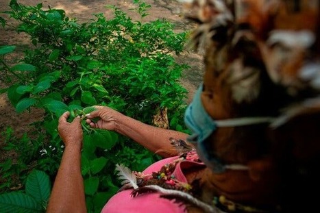 Opinion | Could the Amazon Save Your Life? - The New York Times | Ayahuasca News | Scoop.it