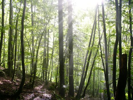 D&eacute;couverte du nouveau r&ocirc;le du bois de tension : le &laquo; muscle &raquo; des arbres pour corriger leur posture | INRAE | SCIENCES DU VEGETAL | Scoop.it