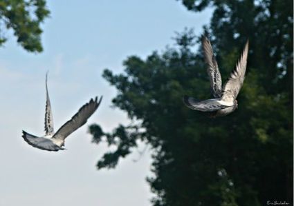 Les pigeons voyageurs ont une carte dans la tête, et ils savent la lire | GREENEYES | Scoop.it
