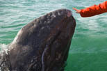The Compassionate Animal by Marc Bekoff | Empathy and Animals | Scoop.it