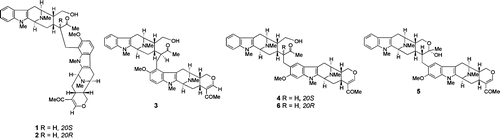 Perhentidines A&ndash;C: Macroline&ndash;Macroline Bisindoles from Alstonia and the Absolute Configuration of Perhentinine and Macralstonine | Natural Products Chemistry Breaking News | Scoop.it