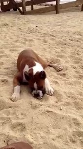 Chien Bugg&eacute; par une rondelle de citron | Trollface , meme et humour 2.0 | Scoop.it