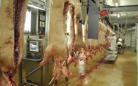 Les volumes d'abattages d'Uniporc Ouest se stabilisent, Porcs, Elevage - Pleinchamp | La Gazette des abattoirs | Scoop.it