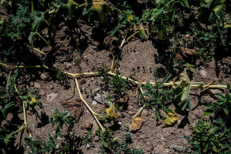 La s&eacute;cheresse provoque un &laquo;&nbsp;effondrement&nbsp;&raquo; de la production de l&eacute;gumes&nbsp;: &laquo;&nbsp;M&ecirc;me irrigu&eacute;s, les jeunes plants n&rsquo;ont pas surv&eacute;cu&nbsp;&raquo; | Revue de presse du Centre de doc | Scoop.it