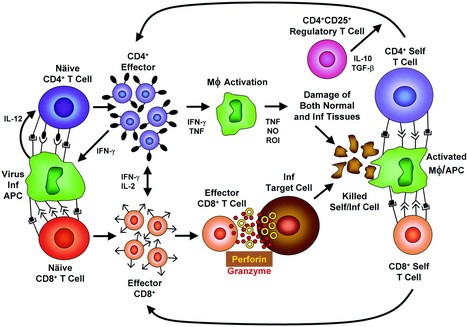 Molecular Mimicry and Autoimmune Disease | Immunopathology & Immunotherapy | Scoop.it