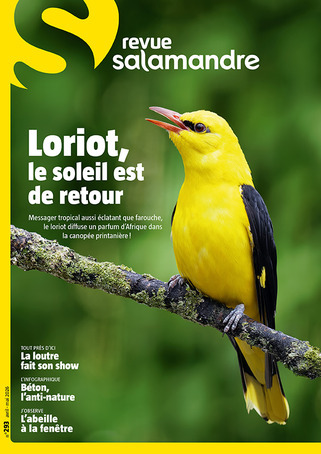 Loriot, le soleil est de retour - Revue Salamandre -&nbsp;N&deg;293 | Biodiversit&eacute; | Scoop.it