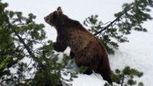 L'ours M13 repoussé avec des balles en caoutchouc | Pastoralisme Ours Loups Lynx | Scoop.it