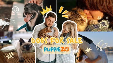 Dogs for Sale Near Me: Finding Your Furry Companion | Puppiezo | Scoop.it